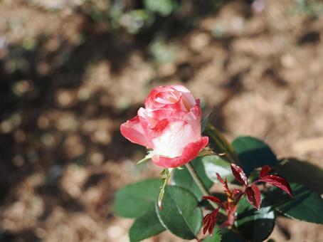 バラ園でかわいい色の薔薇を撮りました バラ園でかわいい色の薔薇を撮りましたの写真