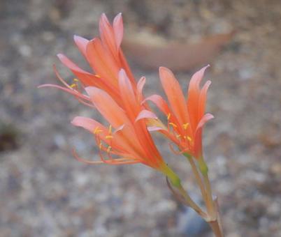 【花の写真】庭に咲くキツネノカミソリ 【花の写真】庭に咲くキツネノカミソリの写真