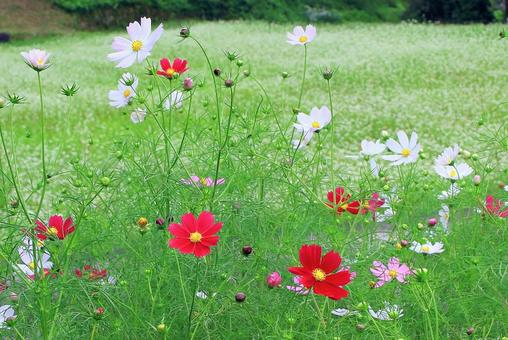 紅白の秋桜の花 紅白の秋桜の花 秋桜,秋,花の写真素材