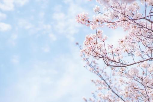 桜と青空の写真