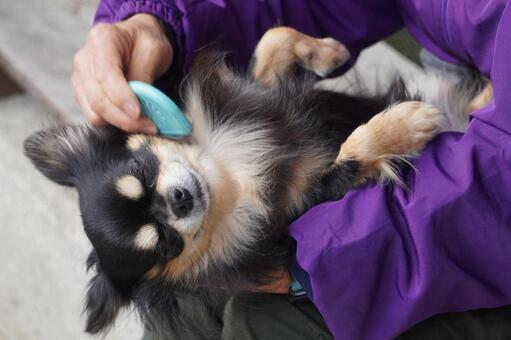 チワワのコーミング・抱っこで 犬,チワワ,グルーミングの写真素材