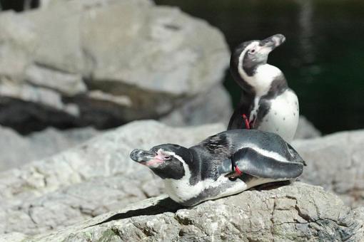 夜の岩場のペンギン ペンギン,動物園,かわいいの写真素材
