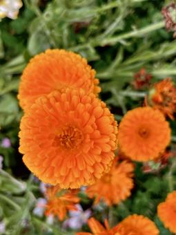オレンジの花 オレンジの花 花,フラワー,ボタニカルの写真素材