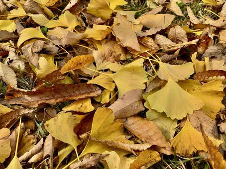 イチョウ 秋,落ち葉,イチョウの写真素材