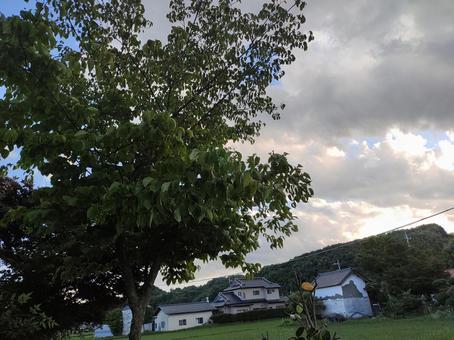 庭にある木の写真