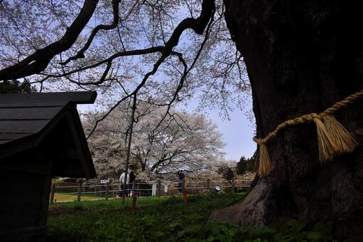 2代目も元気に成育中(醍醐桜) 2代目も元気に成育中(醍醐桜)の写真