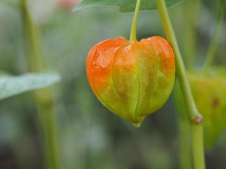 秋の風景 ホオズキ① 秋の風景 ホオズキ①の写真