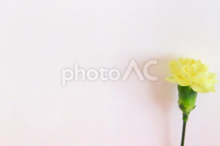 カーネーション　母の日メッセージカード カーネーション,花,春の写真素材