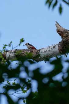 アカゲラ アカゲラ 森,緑,鳥の写真素材