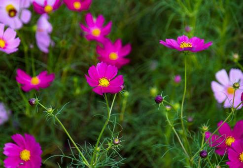 満開に花開いたコスモス 満開に花開いたコスモスの写真
