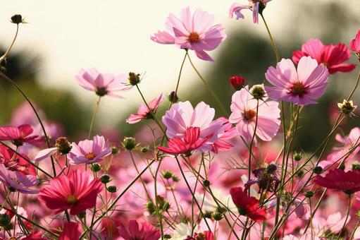 コスモス  秋桜 コスモス,秋桜,秋の写真素材