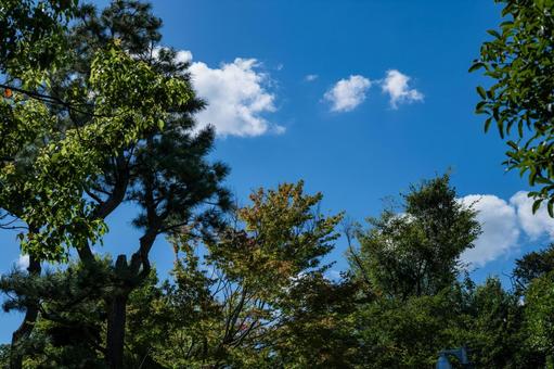 Blue sky, clouds and green 1, JPG