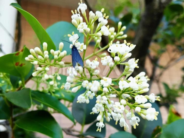 秋になると黒紫色に熟すネズミモチ 花,ネズミモチ,白色の写真素材