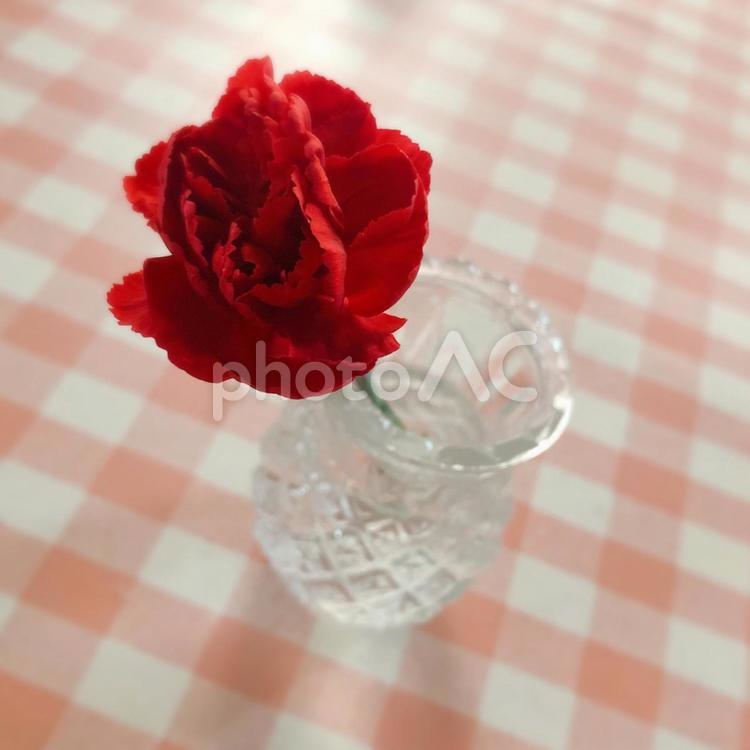 母の日_一輪の花_カーネーション カーネーション,母の日,赤いカーネーションの写真素材