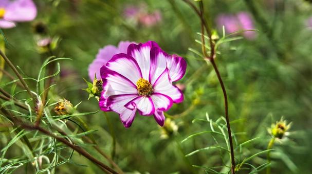 グラデーションが綺麗なコスモス 花,植物,グラデーションの写真素材