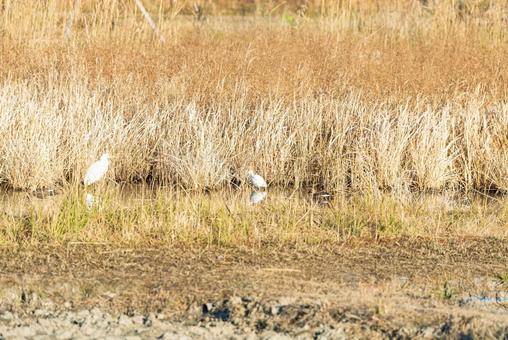 れんこん畑に集まる水鳥たち チュウサギ,コサギ,鷺の写真素材
