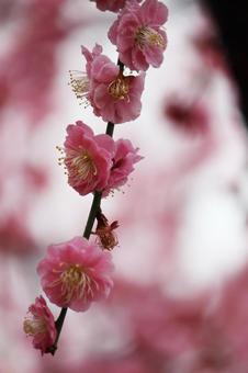 Photo, ume, flower, spring, 