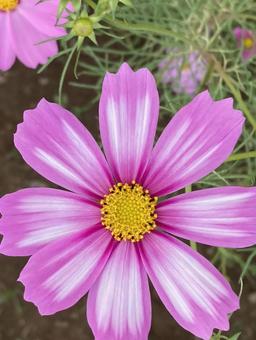 秋の日に咲きほこるコスモスの花 秋の日に咲きほこるコスモスの花 コスモス,秋桜,花の写真素材
