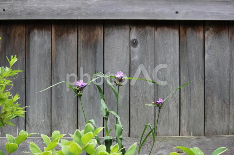 つゆくさ つゆくさ,トンボ,和風木材の写真素材