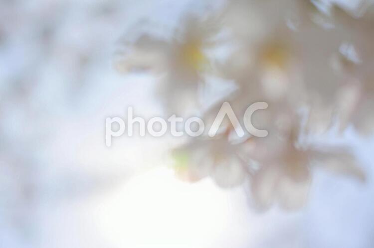 桜 桜,さくら,サクラの写真素材