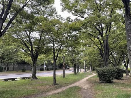 林の小路 林の小路 長居公園,雨の日,林の写真素材