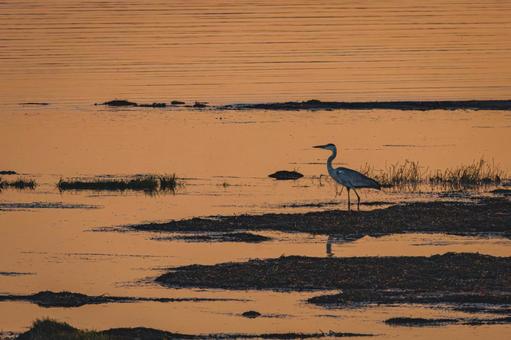 野付湾マジックアワー、静寂のアオサギ 野付半島,野付湾,道東の写真素材
