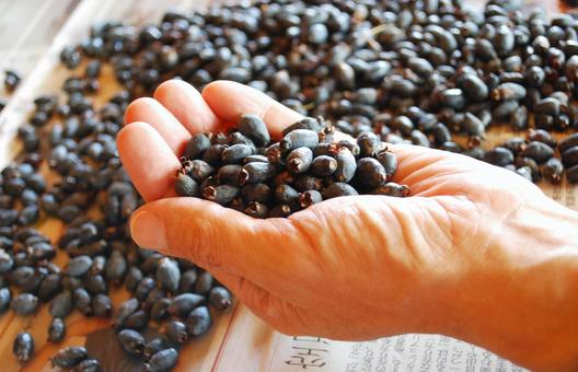 収穫されたマートルの実をすくう手 ハーブ,実,秋の写真素材