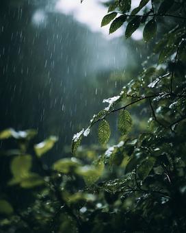 森を潤す柔らかな雨 森を潤す柔らかな雨の写真