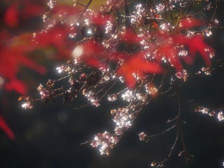 背景に合う紅葉と冬桜 背景に合う紅葉と冬桜の写真