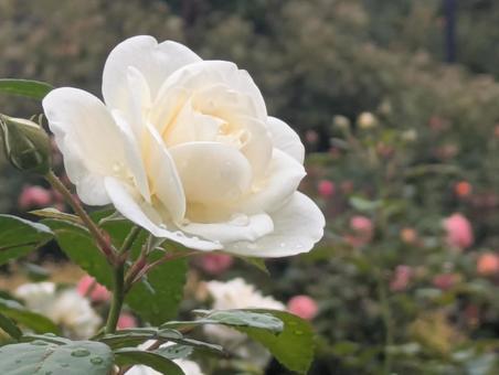 薔薇 薔薇の写真