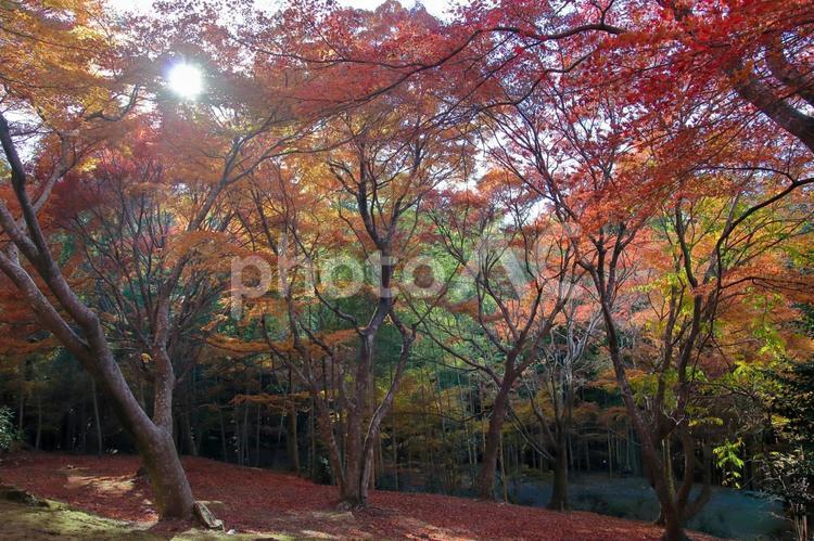 長崎島原の三十路苑の紅葉07 三十路苑,紅葉,秋の写真素材