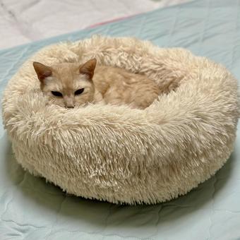 猫 猫 ペット,ベッド,癒しの写真素材