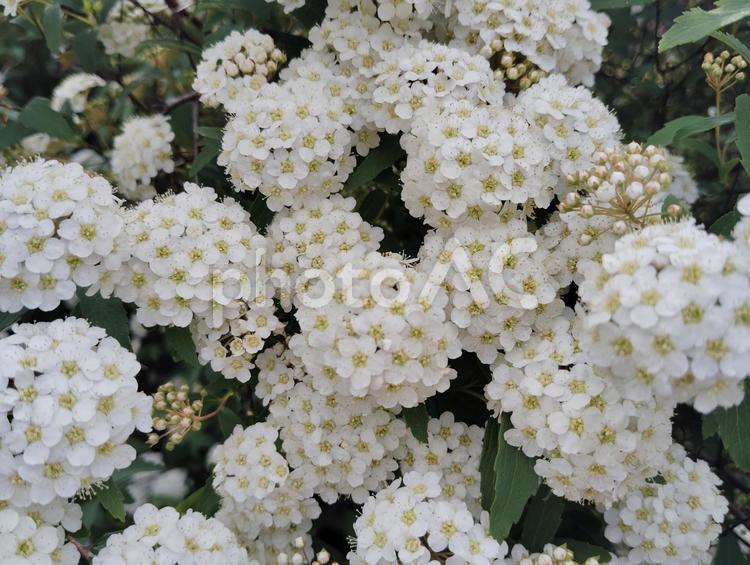 コデマリ 花,春,咲くの写真素材