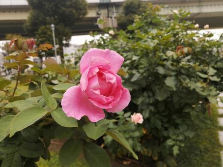 ピンク色のバラ バラ,薔薇,ローズの写真素材