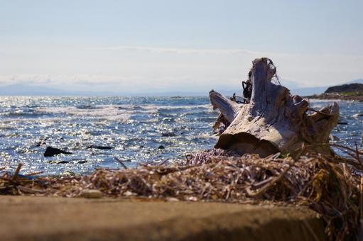 Photo, plant, sea, sea view, 