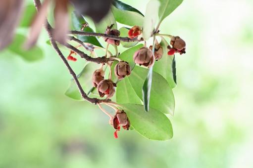 モッコクの写真