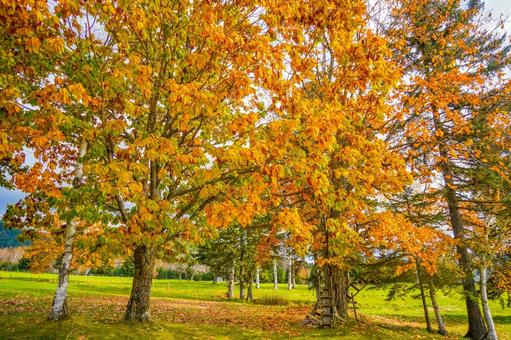 紅葉と白樺 紅葉と白樺 北海道,トマム,黄色い葉の写真素材