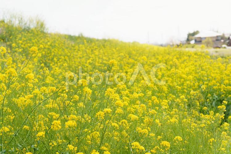 菜の花畑のある風景 菜の花,黄色,花の写真素材