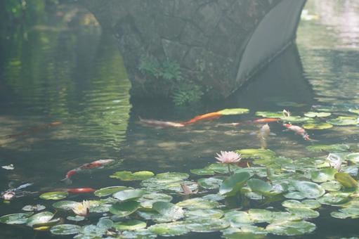 鯉とハス 鯉とハスの写真