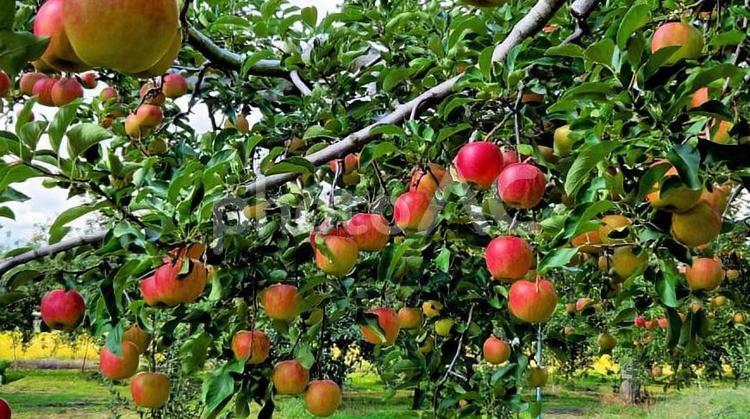 たわわに実る信州りんご 林檎,秋,果物の写真素材