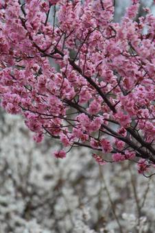 ウメの花の写真