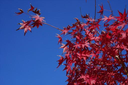紅葉 秋,初秋,秋色の写真素材