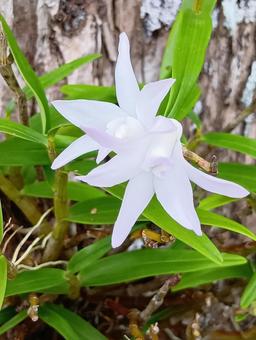 セッコク 石斛,花,白色の写真素材