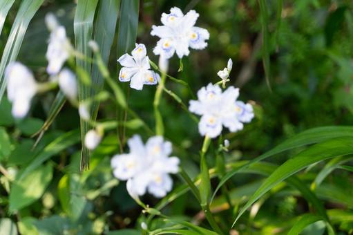 森に咲く白いシャガの花② 森に咲く白いシャガの花②の写真