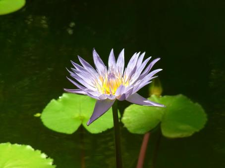 Photo, water lily, flower, plant, 