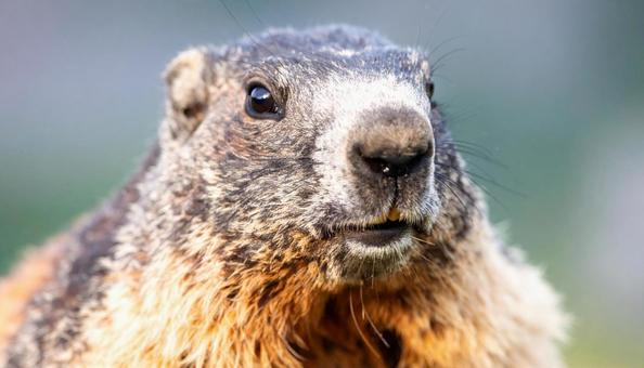 マーモットの写真