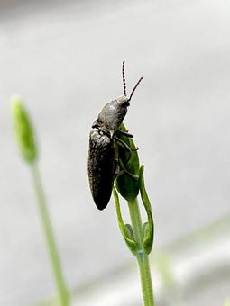 Photo, click beetle, skipjack (beetle of family elateridae), rusty chicory, 