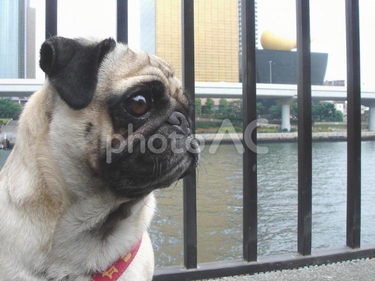 パグの鼻ぺちゃな表情 パグ,犬,ペットの写真素材