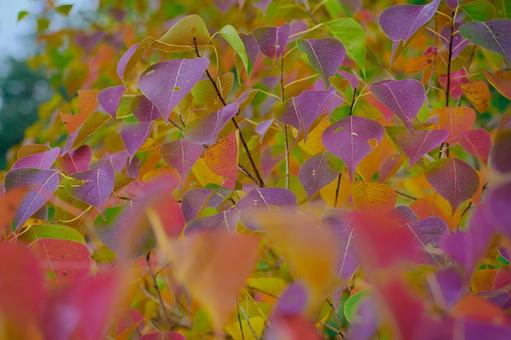 ナンキンハゼ ナンキンハゼ 植物,自然,葉の写真素材
