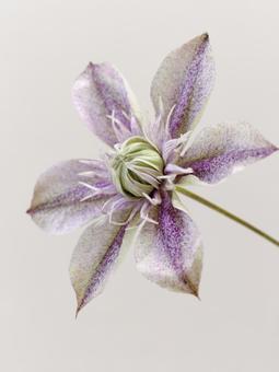 クレマチスの花【水面の妖精】 クレマチスの花【水面の妖精】の写真